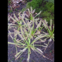 Drosera Capensis Alba (fam Droseracees) (Afrique du Sud) (02)
